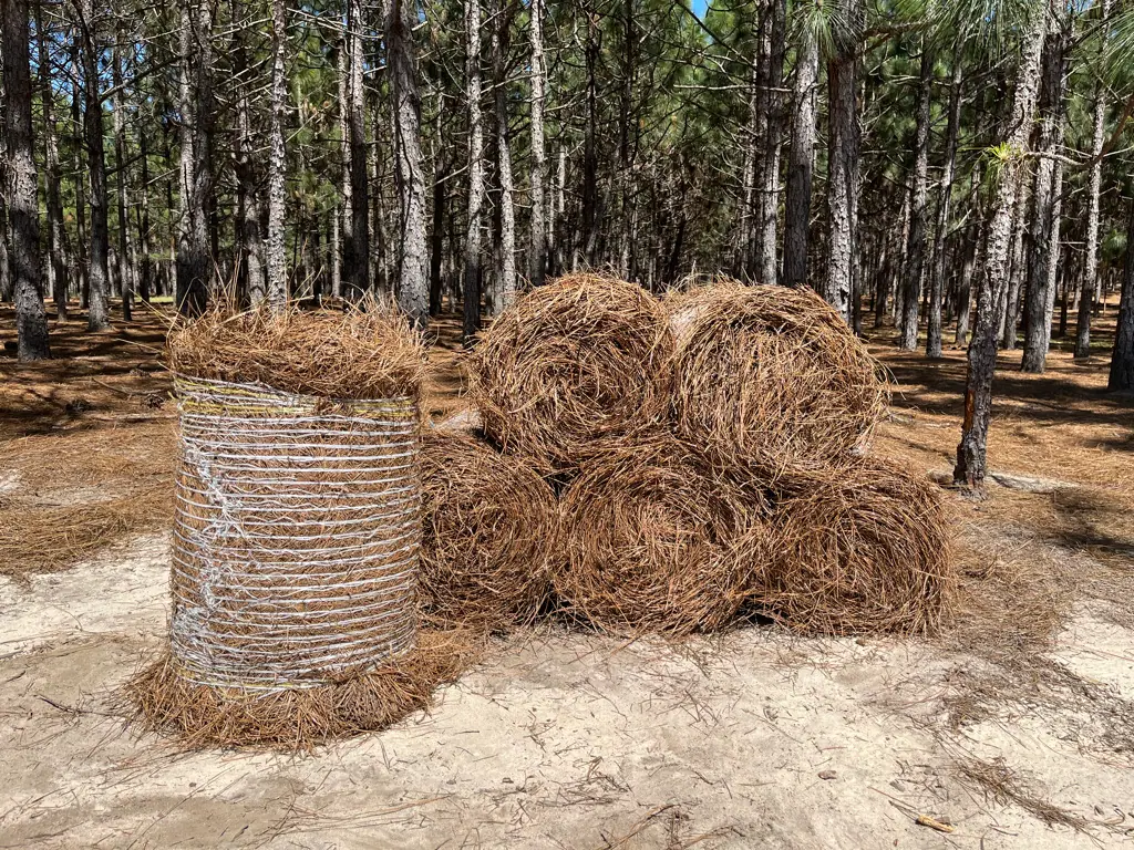 Rolls and bales of longleaf pinestraw in the stand on our tree farm